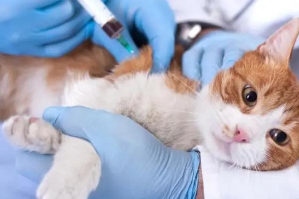 猫多大可以打疫苗，两个月以上即可接种