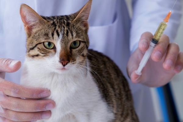 猫多大可以打疫苗，两个月以上即可接种