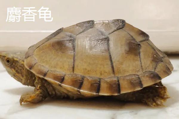 白唇蛋龟是不是深水龟，属于深水龟常生活在植被丰富的水域中