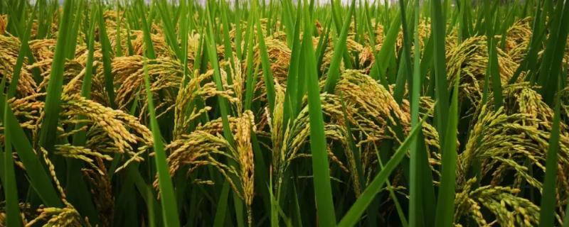 南方水稻一年成熟几次，通常为一年一熟或两熟