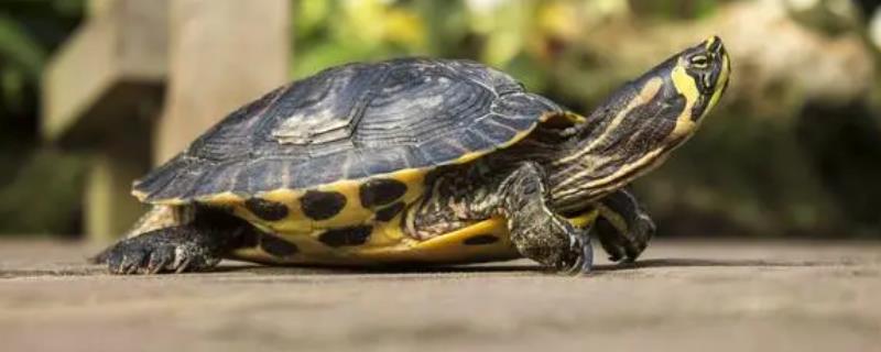 乌龟冬眠会生病吗，如果生活环境发生大变化也会生病