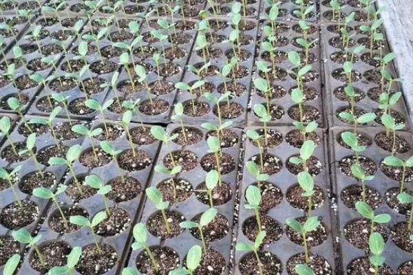 西瓜吊蔓种植技术，应选晴天定植