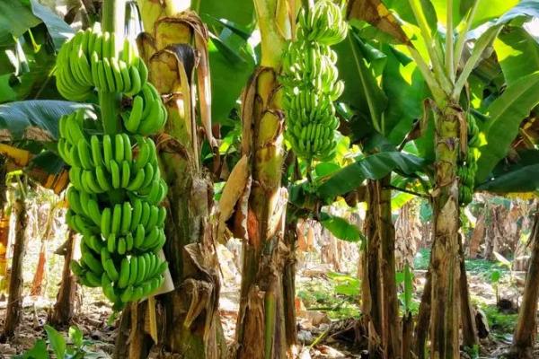 香蕉对肥料的需求特点，钾肥需求最多、氮肥其次、磷肥最少