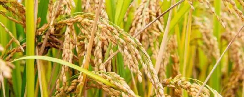 水稻为什么出现药害以及如何补救，主要原因是药剂混用不当