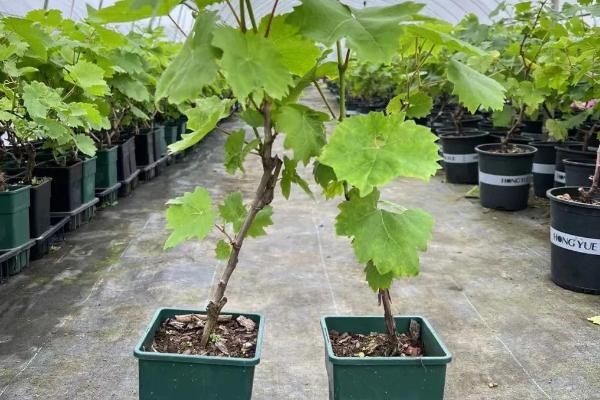 葡萄的盆栽方法，春季可用花盆压条育苗
