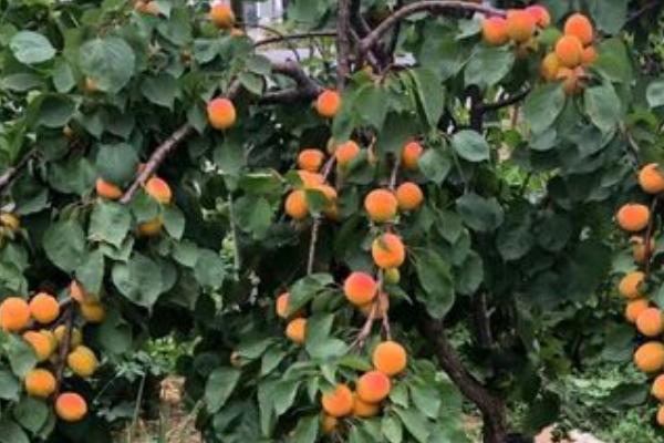 杏树高产施肥要点，采果前追施钾肥可提高产量和品质