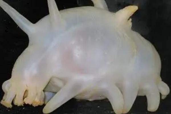 海母猪是什么，是海洋中的一种海参属动物，