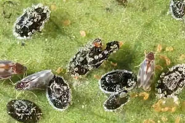 怎么防治茶蓑蛾，发现虫囊要及时摘除并烧毁