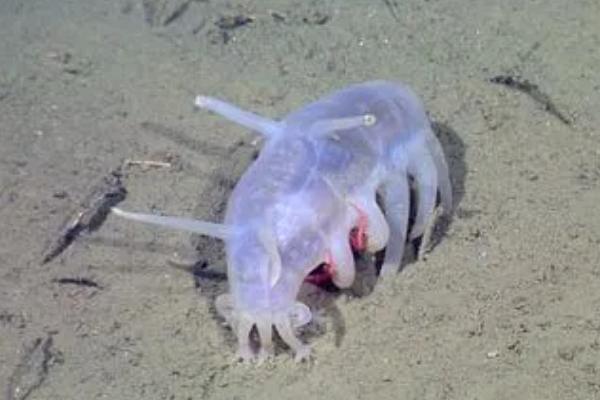 海母猪是什么，是海洋中的一种海参属动物，
