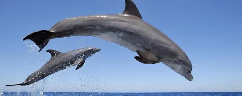 海豚生活在哪里，热带地区的海域之中分布比较多