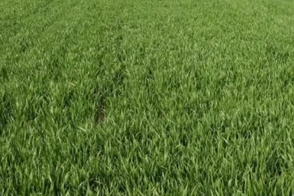 小麦纹枯病的发生趋势以及如何防治，沿淮稻茬麦区、淮北北部等地方预计会偏重发生