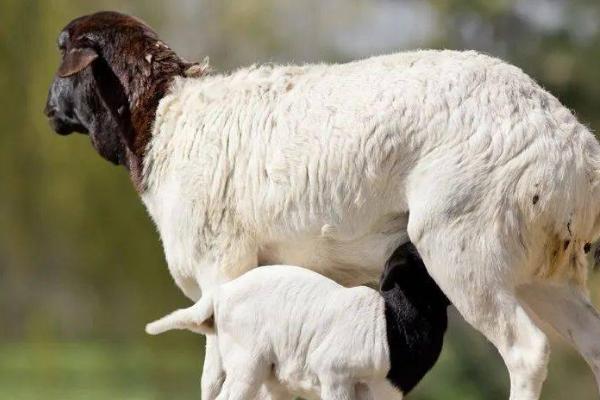 母羊不打栏怎么办，可注射乙烯雌酚或三合激素