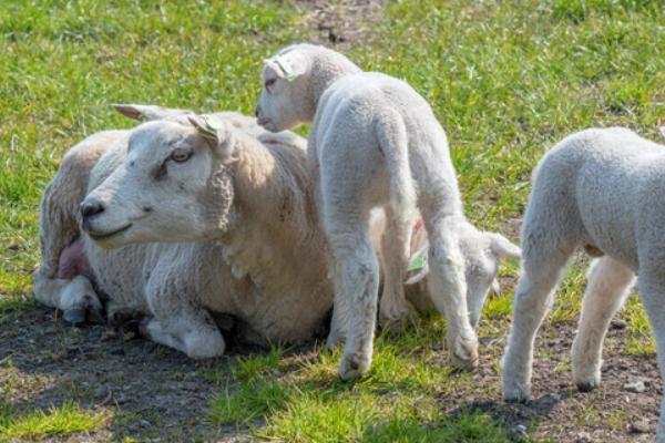 母羊不打栏怎么办，可注射乙烯雌酚或三合激素
