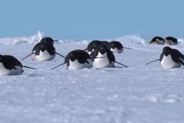 企鹅不怕人的原因，原因是遇见的人类较少、具有好奇心