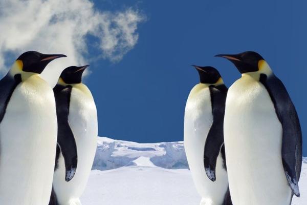 企鹅不怕人的原因，原因是遇见的人类较少、具有好奇心