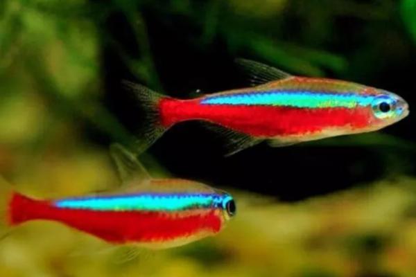 如何让宝莲灯鱼发色，将水温保持在24-26℃可促进发色