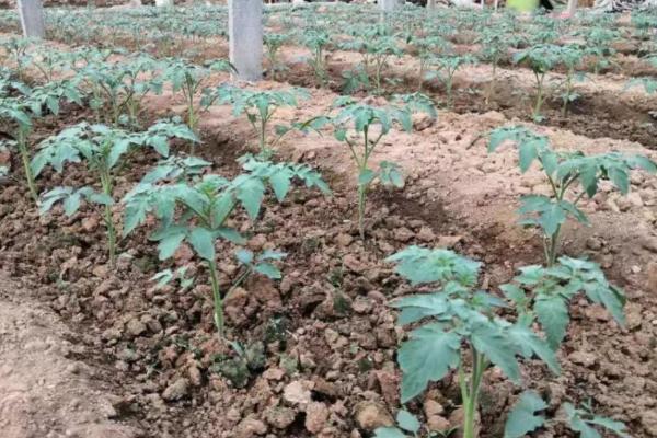 西红柿苗不生根怎么办，需增加土壤的透气性