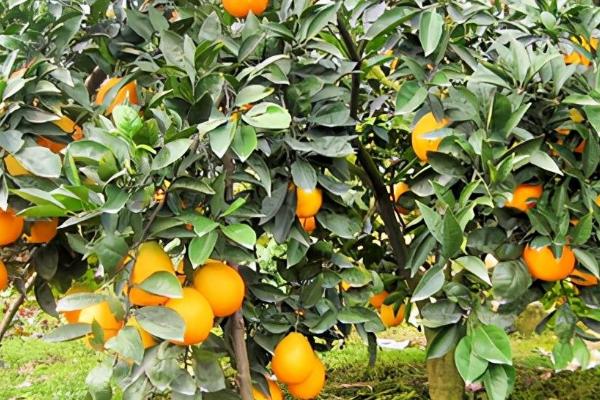 种植柑橘的株行距，3×3m或3.5×3.5m
