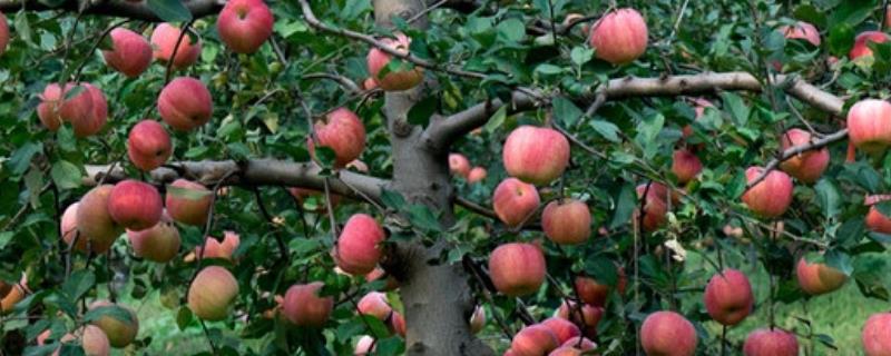 苹果全爪螨的越冬方式，虫卵可依附在枝条上过冬