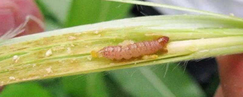 水稻钻心虫什么时候防治好，应在幼虫钻蛀进入稻株前用药