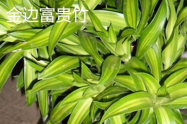 富贵竹有哪些品种，包括金边富贵竹、银心富贵竹等种类