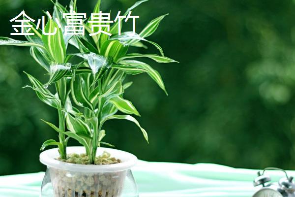 富贵竹有哪些品种，包括金边富贵竹、银心富贵竹等种类