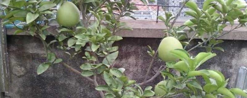 柚子树的盆栽方法，先疏展根系再壅上细土