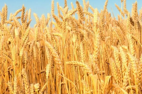 小麦平均密度是多少，密度与小麦的品级有关