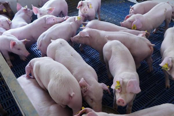 养猪几个月可出栏，一般在8-9月以内出栏