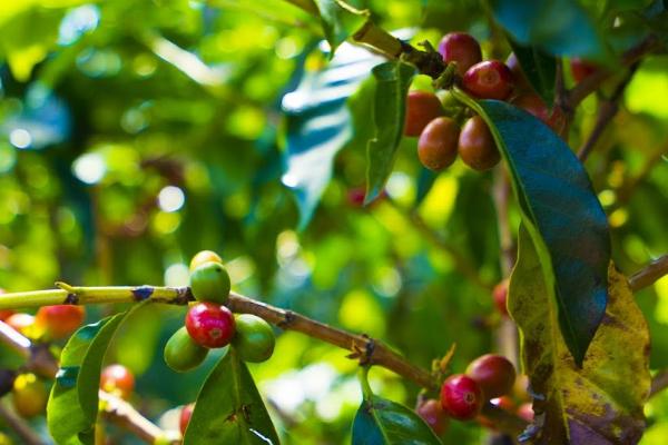 咖啡种植技术要点，播种前应测试籽种发芽率