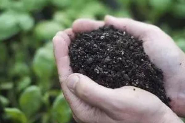微生物肥料有什么作用，与化肥搭配使用可提高肥料的利用率