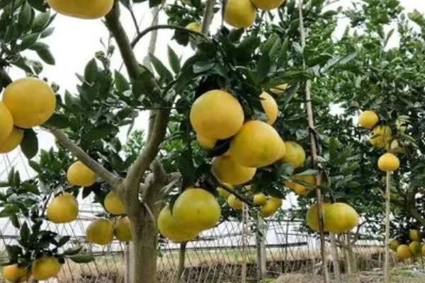 怎么对蜜柚使用尿素，一般可采用深施覆土的方法