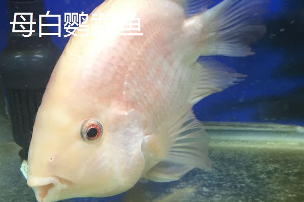白鹦鹉鱼怎么区分公母，外形和性格都不同