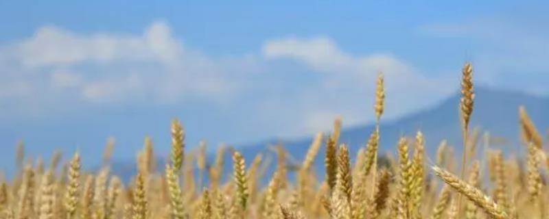 小麦生长后期管理技术，适时收获是关键