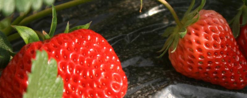 采摘草莓后怎么管理，采果后要及时摘除刚长出的匍匐茎