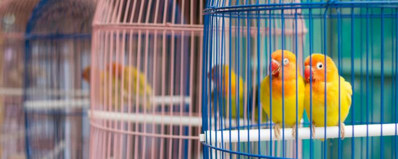 鹦鹉喜欢高笼还是宽笼，适合宽型不高的金属鸟笼