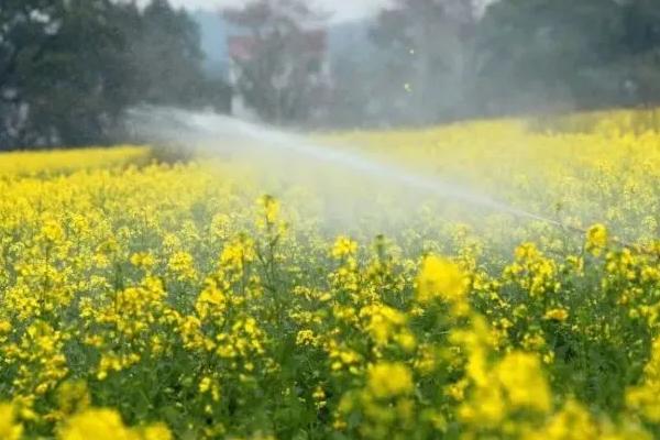 春季如何防治油菜病虫害，清沟沥水、清除病叶和黄叶可减少侵染源
