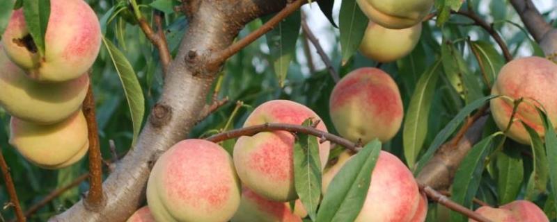 桃树一年四季怎么嫁接育苗，夏季可在砧木距地面10厘米处进行芽接