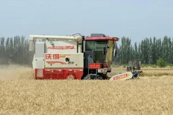 小麦联合收割机排草中夹带损失过高怎么办，可提高割茬减少喂入量