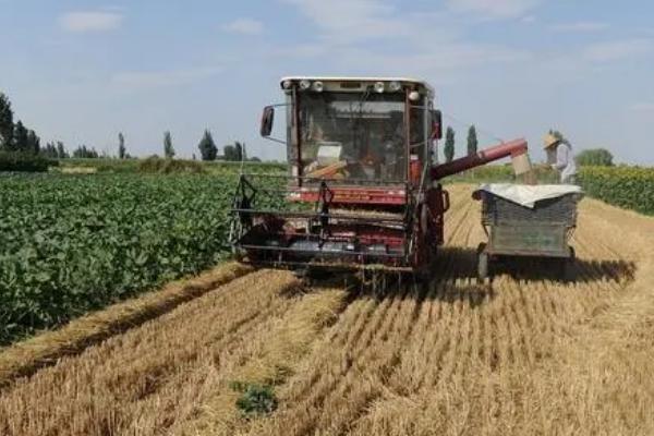 小麦联合收割机排草中夹带损失过高怎么办，可提高割茬减少喂入量