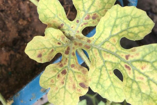 西瓜细菌性角斑病有何发生规律，病菌可在土壤中越冬、翌年再次侵染为害