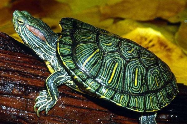 巴西龟不吃东西能活多久，不吃东西也能活3-5个月