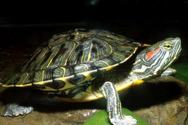 巴西龟不吃东西能活多久，不吃东西也能活3-5个月