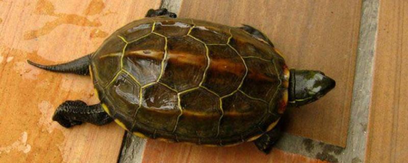 草龟为什么老是断尾尖，草龟间争斗会造成断尾