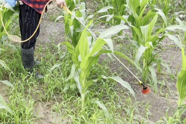 玉米地下害虫的防治方法，主要有这6种