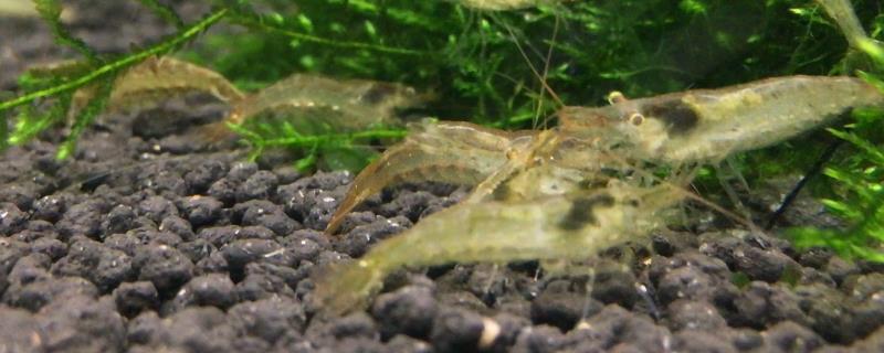黑壳虾吃什么，单独养殖的话每3-4天喂一次