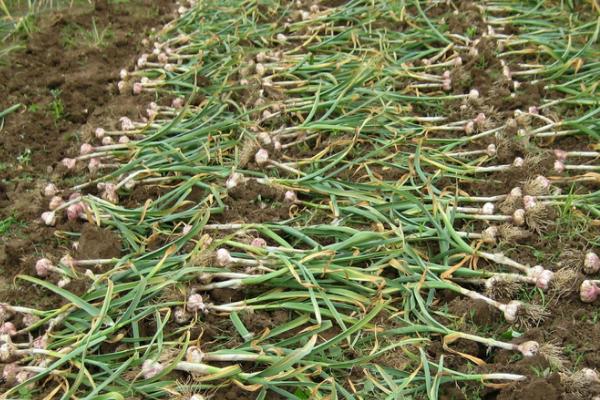 地膜大蒜高产栽培技术，适播期为9月底到10月初