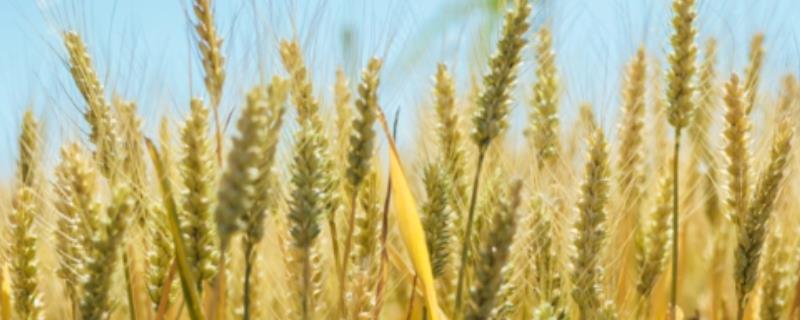 旱地小麦田如何高产，播种后要及时镇压、以便提墒保墒