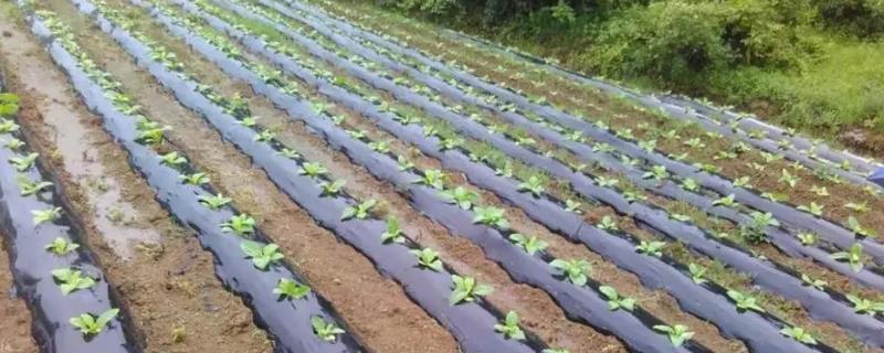 种植蔬菜要覆盖地膜的原因，可提高地温、减少水分蒸发