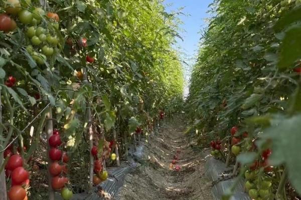 番茄病毒病怎么防治，播种前可用磷酸三钠浸种